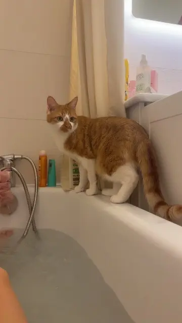 chat lost   49124 Saint-Barthélemy-d'Anjou Guizmo