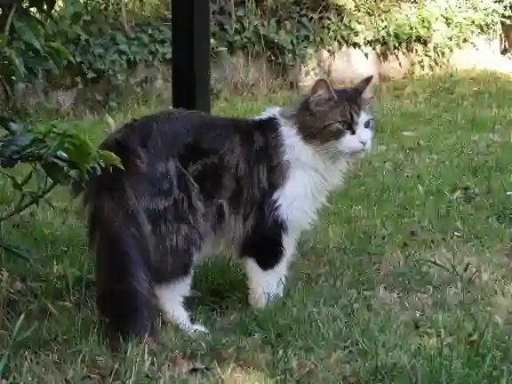 Chat Perdu 49 Maine-et-Loire - Isis Chat Perdu 49 Maine-et-Loire - Isis