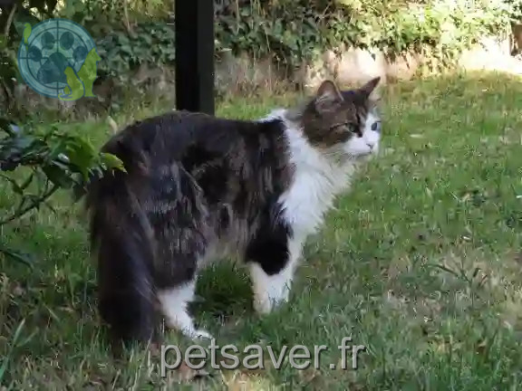 Chat Perdu 49 Maine-et-Loire - Isis Chat Perdu 49 Maine-et-Loire - Isis
