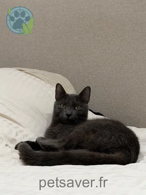 gato perdido 49124 Saint-Barthélemy-d'Anjou Izem gato lost 49124 Saint-Barthélemy-d'Anjou Izem