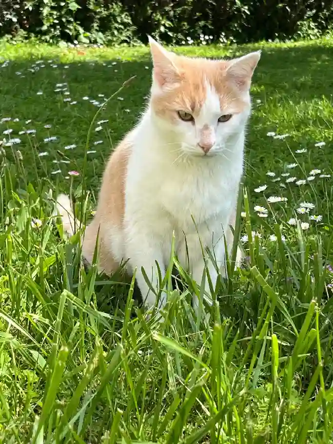 Chat Perdu 49 Maine-et-Loire - Jacob Chat Perdu 49 Maine-et-Loire - Jacob