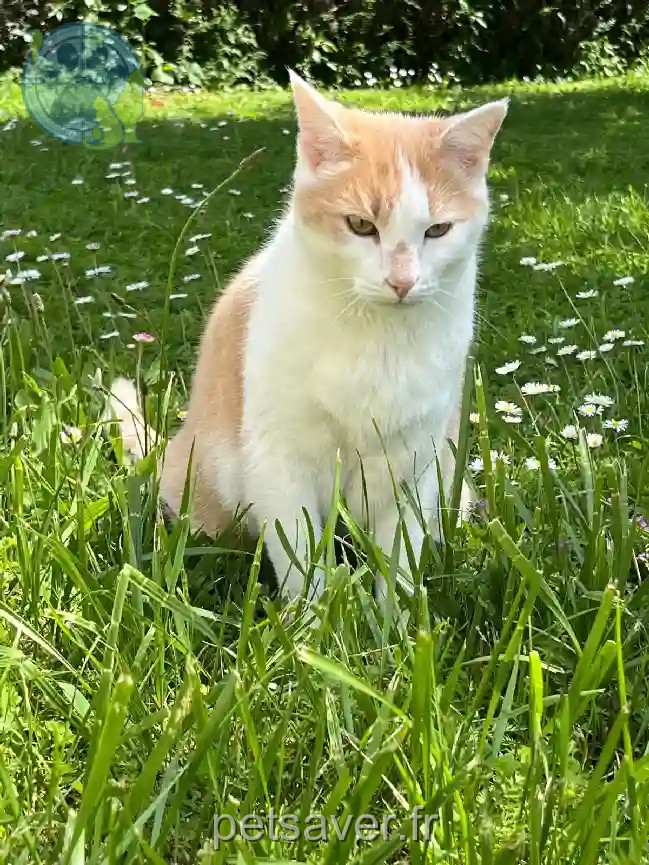 Chat Perdu 49 Maine-et-Loire - Jacob Chat Perdu 49 Maine-et-Loire - Jacob