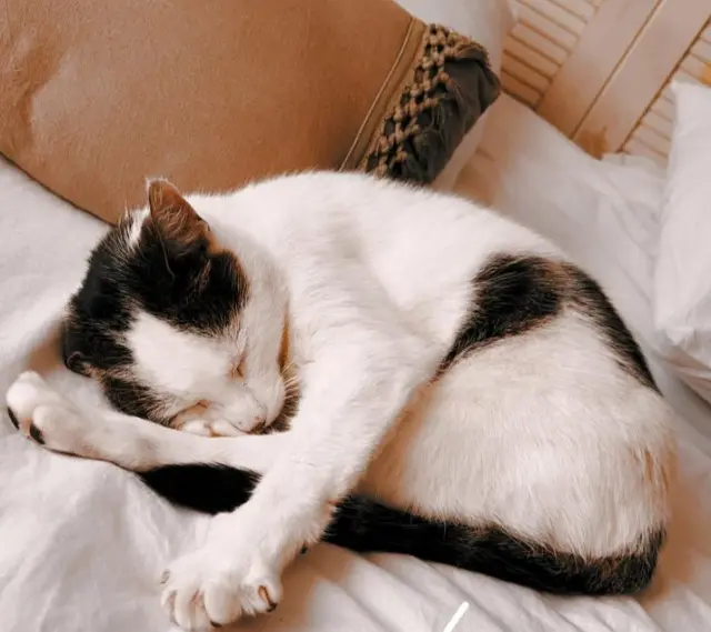 chat lost   49140 Jarzé Villages Charlie