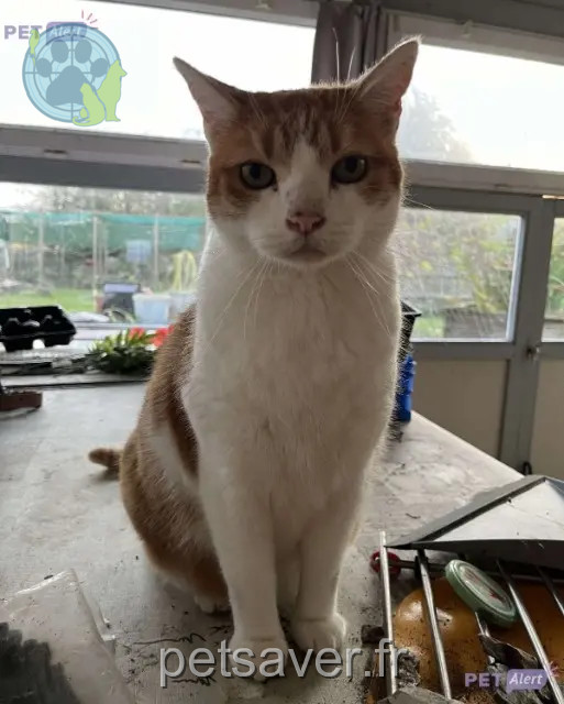 gato perdido 49250 Beaufort-en-Anjou Jiraya gato lost 49250 Beaufort-en-Anjou Jiraya