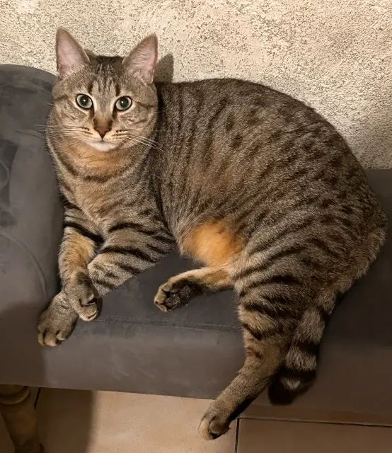 chat lost   49800 Trélazé Kitcat