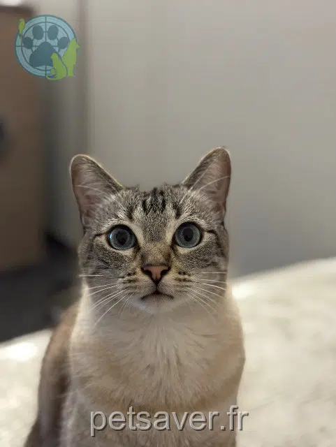 Kater lost 49300 Cholet Kyubi