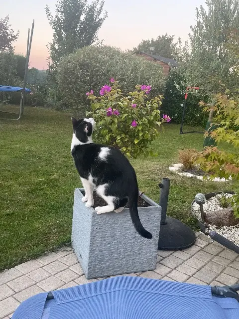 chat lost   49330 Les Hauts-d'Anjou Oreo