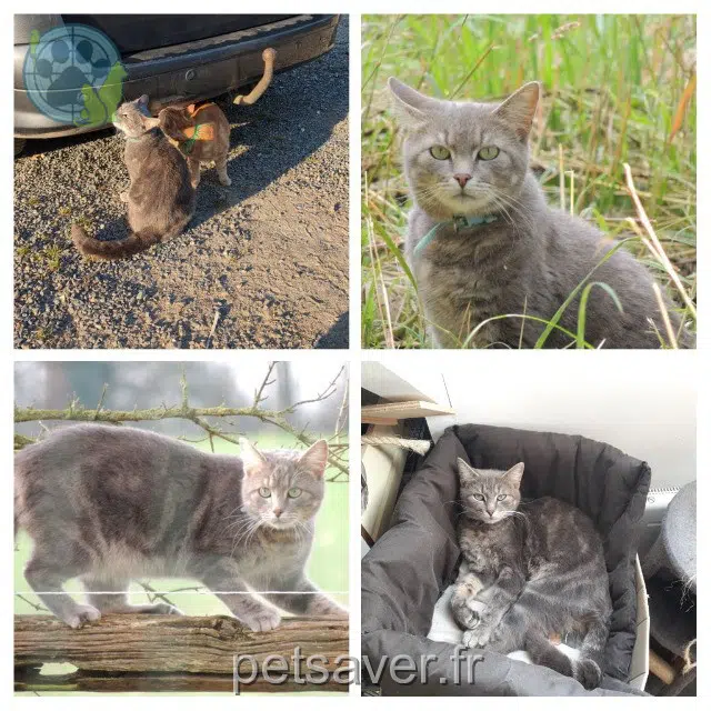 chat lost   49330 Les Hauts-d'Anjou Ghost
