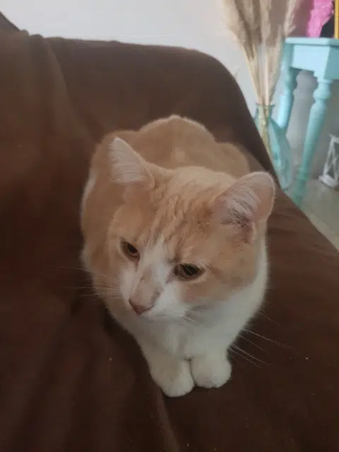 chat lost   49330 Les Hauts-d'Anjou Nougabis