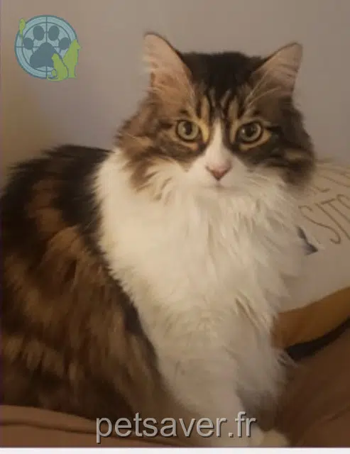 chat lost 49330 Les Hauts-d'Anjou Milo