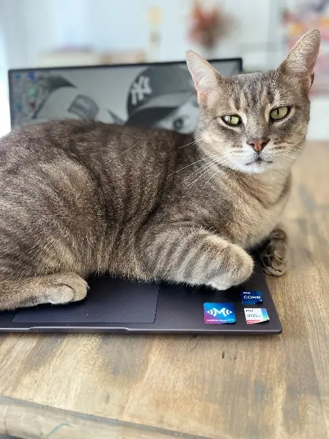 chat lost   49630 Loire-Authion Patapouf