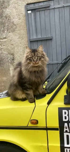 chat lost   49630 Loire-Authion Ulysse