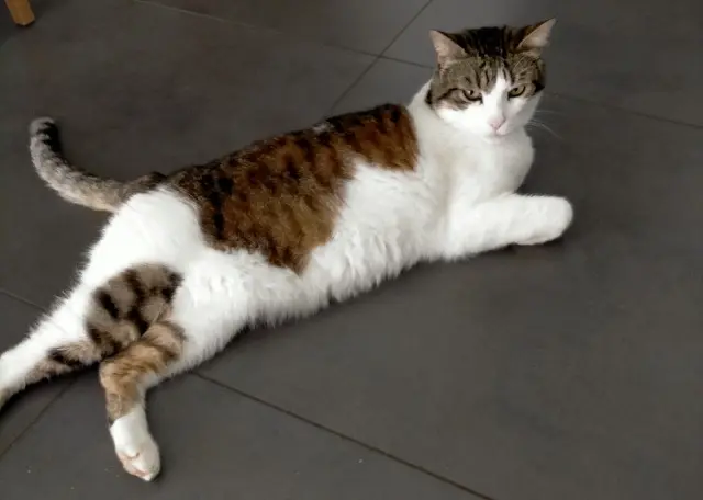 chat lost   49500 Segré-en-Anjou Bleu LUIGI