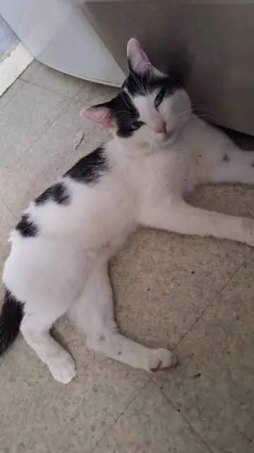 chat lost    Lys-Haut-Layon Oreo