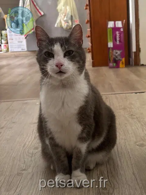 gatto perso Lys-Haut-Layon Loulou gatto lost Lys-Haut-Layon Loulou