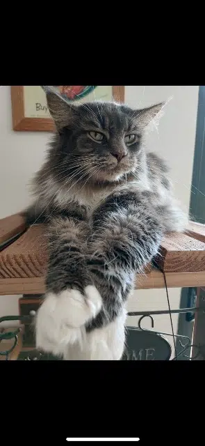 chat lost   49300 Cholet Marcel