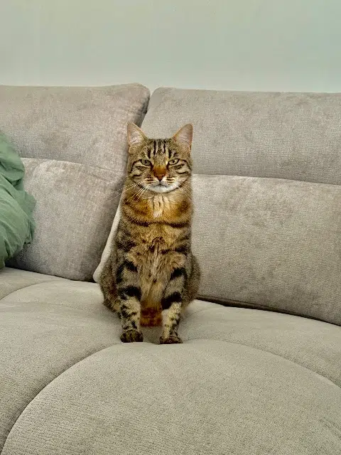 chat lost   49124 Saint-Barthélemy-d'Anjou Marco