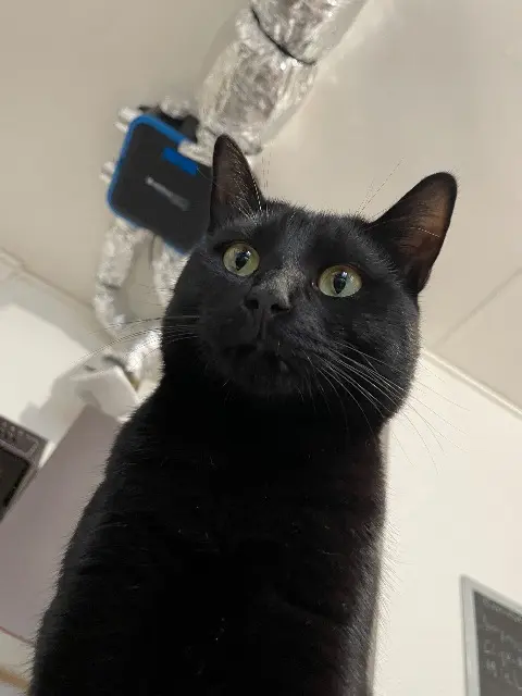 chat lost   49240 Avrillé Marshall