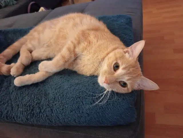 chat lost    Mazé-Milon Shazam