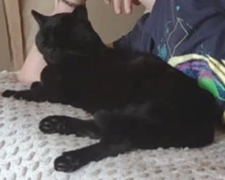 chat lost    Mazé-Milon Grizzly