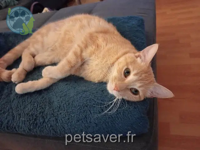 chat lost    Mazé-Milon Shazam