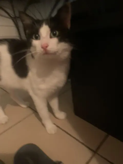 chat lost   49080 Bouchemaine Miaous