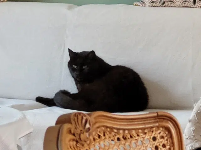 chat lost   49340 Nuaillé Mikado