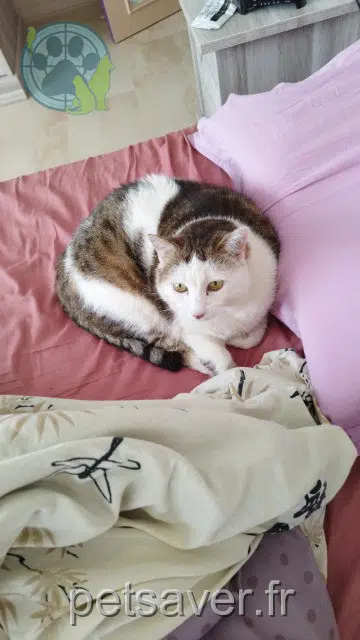 kater lost     Mimi