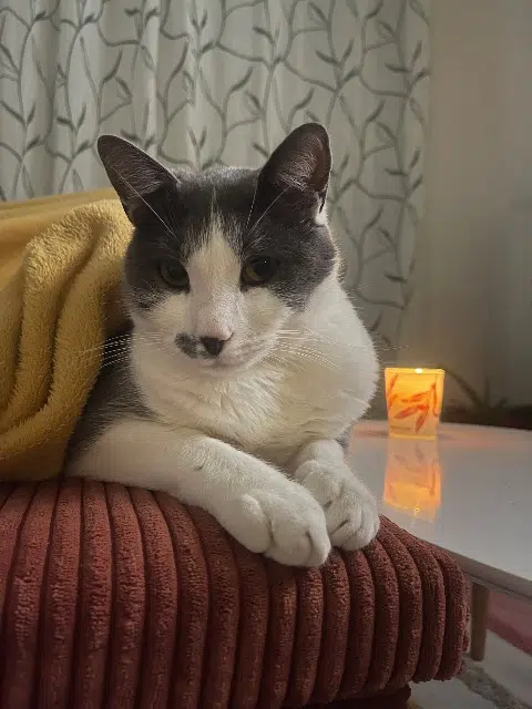 chat lost   49800 Trélazé Mimi