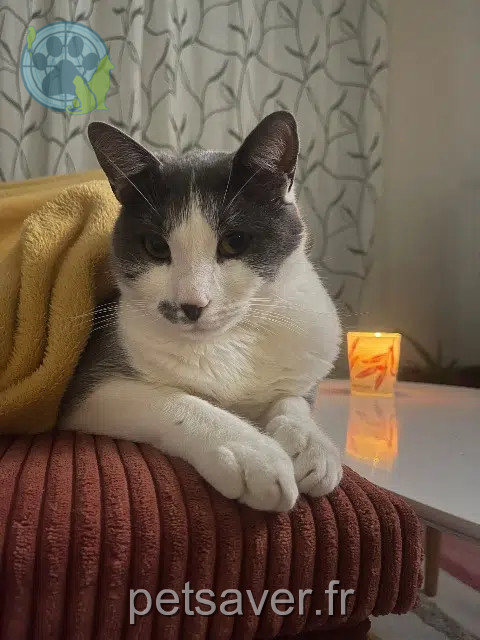 gato perdido 49800 Trélazé Mimi gato lost 49800 Trélazé Mimi