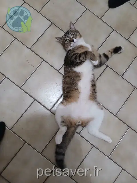 chat lost   49124 Saint-Barthélemy-d'Anjou Minou