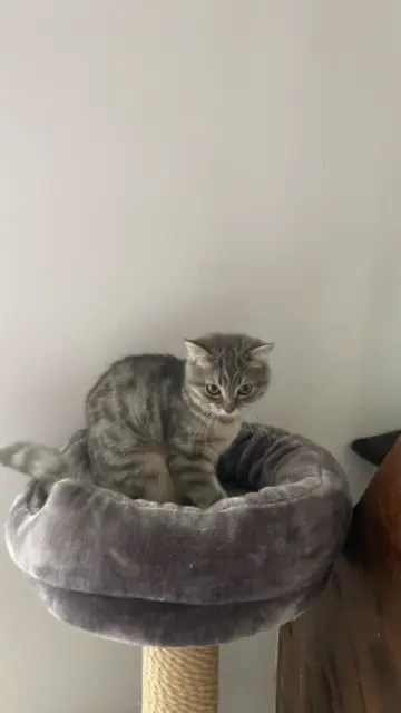 chat lost   49300 Cholet Mishka