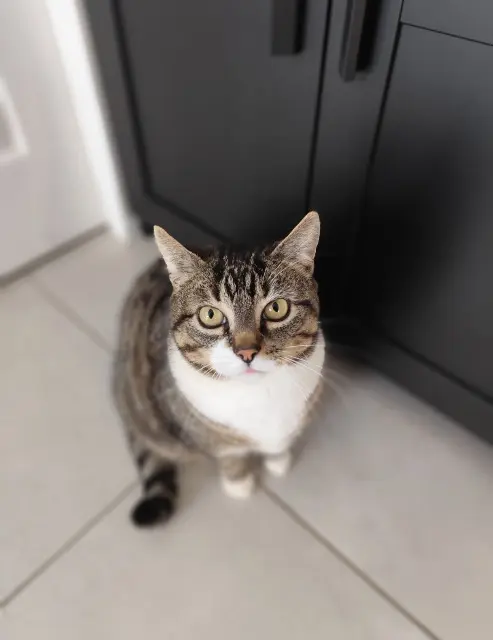 chat lost   49110 Montrevault-sur-Èvre Serge