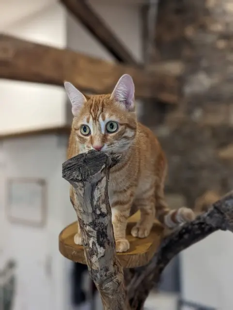 chat lost   49110 Montrevault-sur-Èvre Tiboo
