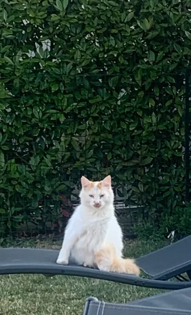 chat lost   49640 Morannes sur Sarthe-Daumeray Oxo