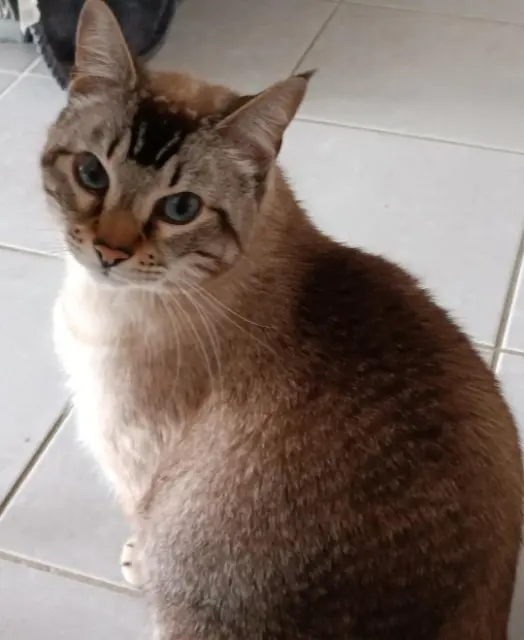 chat lost   49240 Avrillé Nemo
