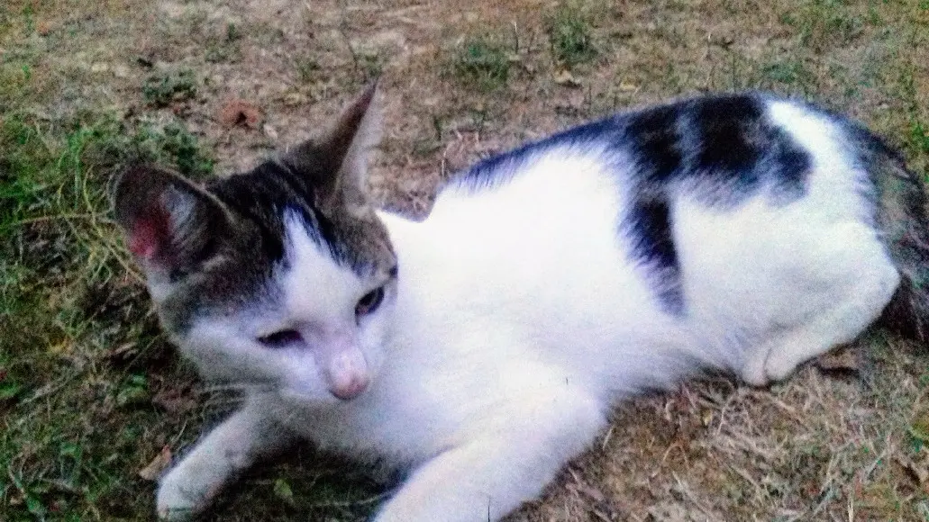 Chat Perdu 49 Maine-et-Loire - Nuage Chat Perdu 49 Maine-et-Loire - Nuage