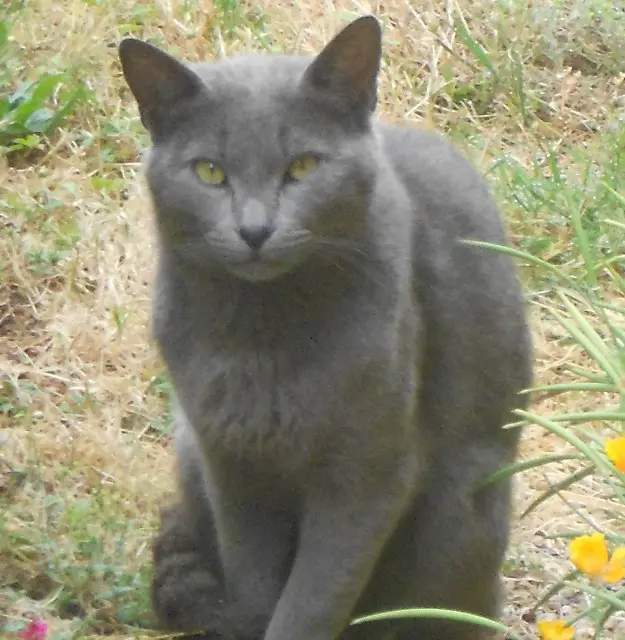 chat lost   49340 Vezins NUGUETS