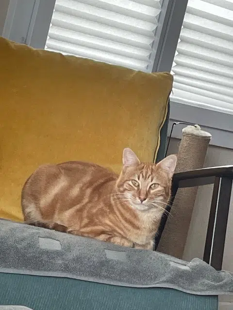 chat lost    Ombrée d'Anjou Kezium