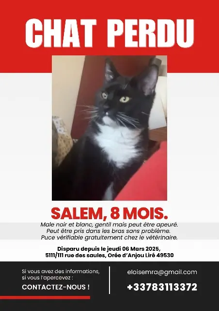 chat lost    Orée d'Anjou Salem