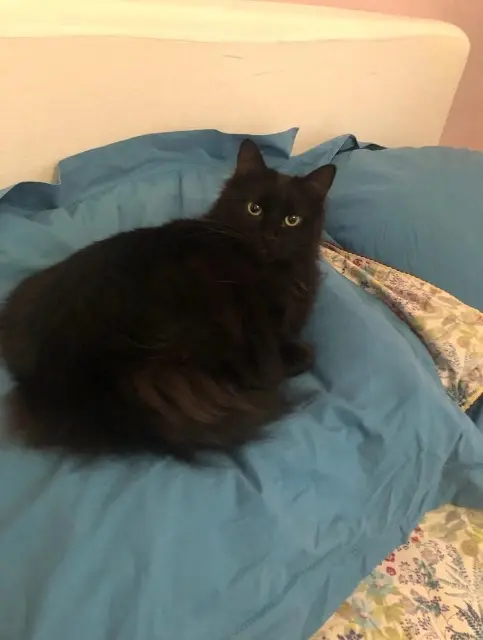 chat lost   49300 Cholet Oscar