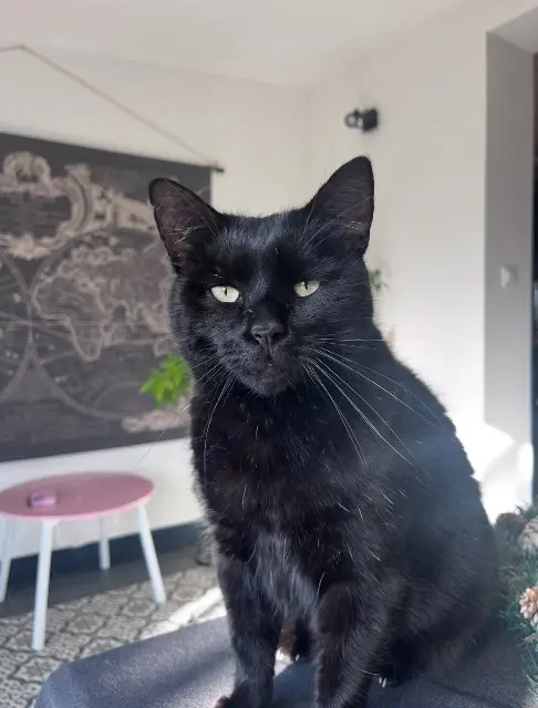 chat lost   49250 Beaufort-en-Anjou Oslo