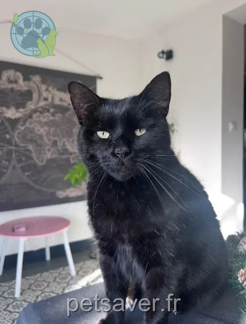 cat lost 49250 Beaufort-en-Anjou Oslo cat lost 49250 Beaufort-en-Anjou Oslo