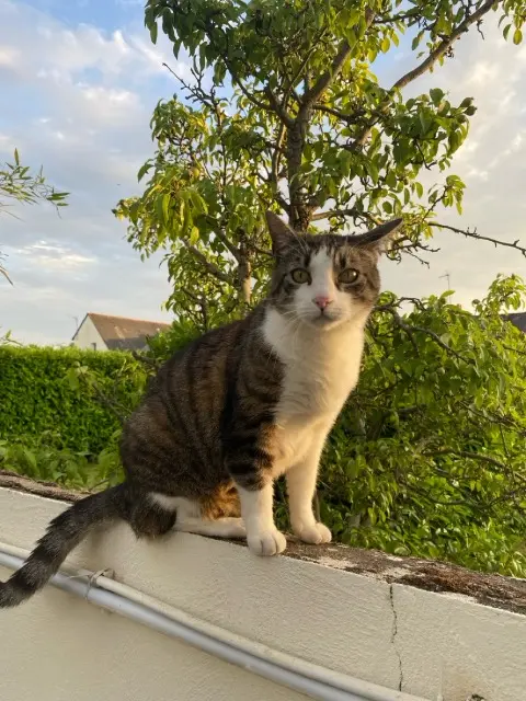 chat lost   49800 Trélazé Pastis