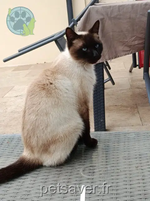 chat lost   49125 Tiercé Pesto