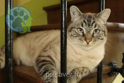 Chat Perdu 49 Maine-et-Loire Chat Perdu 49 Maine-et-Loire
