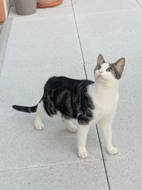 chat lost   49070 Saint-Lambert-la-Potherie Philbert