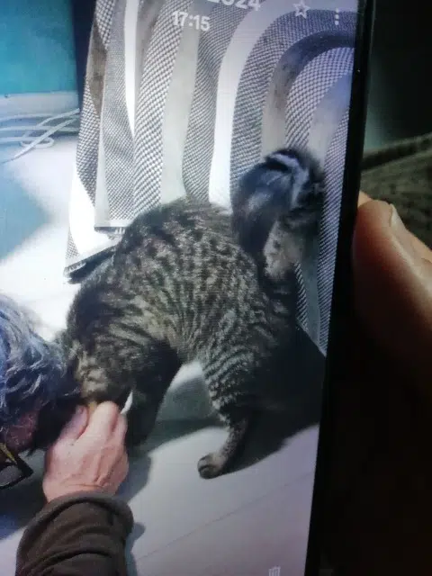 chat lost   49070 Beaucouzé Riri