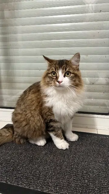 chat lost   49140 Rives-du-Loir-en-Anjou Saphirs