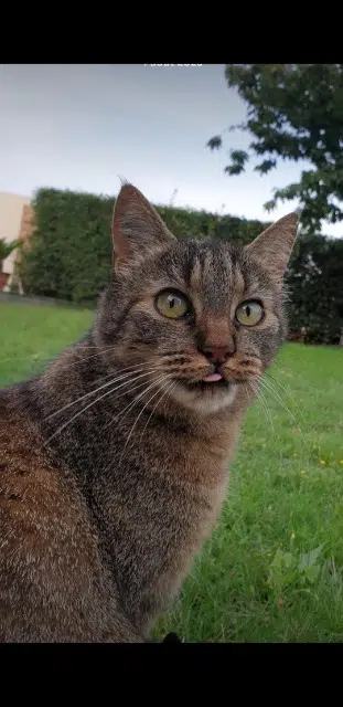 chat lost   49140 Rives-du-Loir-en-Anjou Stitch